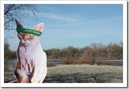 Flat Kitty in Sacramento