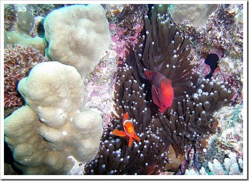 Finding Nemo Great Barrier Reef