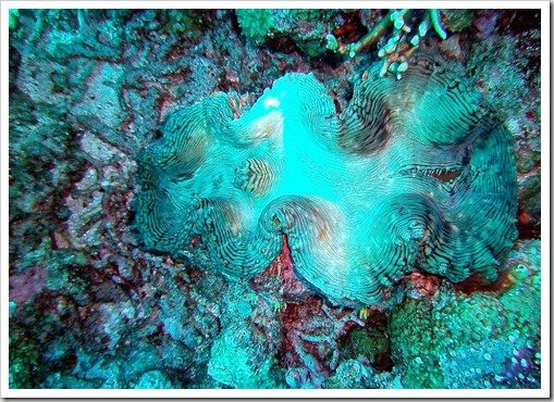 Giant Clam - Great Barrier Reef