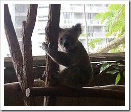 Koala Bear in Cairns Australia