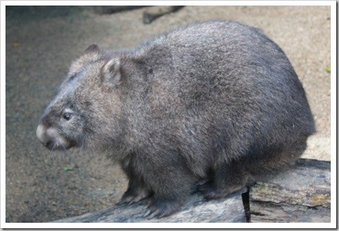 Kuranda Wombat