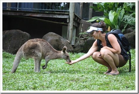 Feeding Kangaroos in Kuranda Australia
