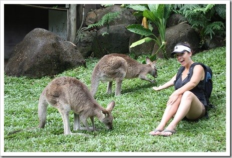 Feeding Kangaroos in Australia