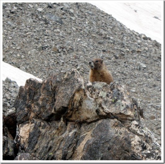 Marmot on Grays Peak