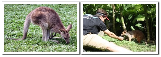 Kangaroos in Kuranda Australia