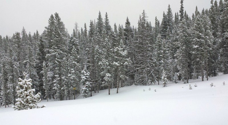 Snowladen trees on a run at Breckenridge