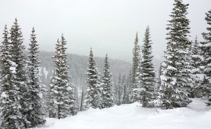 Playing in the Trees