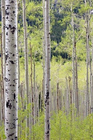Aspens in Spring