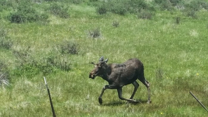 Backpacking in Buffalo Peaks Wilderness - Rich Creek Trail (Colorado) #travel Backpacking in Buffalo Peaks Wilderness - Rich Creek Trail (Colorado) #travel