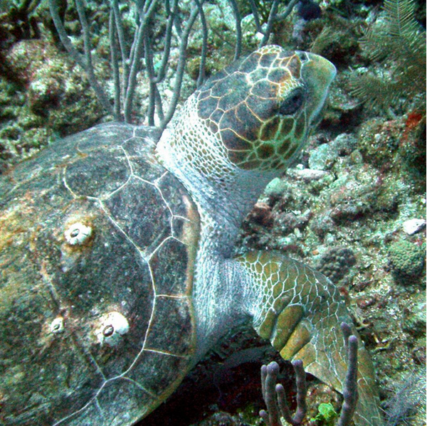 Scuba Diving in Belize // Turneffe Resort Scuba Diving in Belize // Turneffe Resort